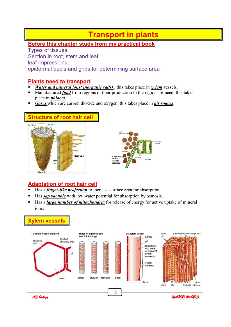 Biology AS Cambridge Notes Part 1 and 2 - Image 3