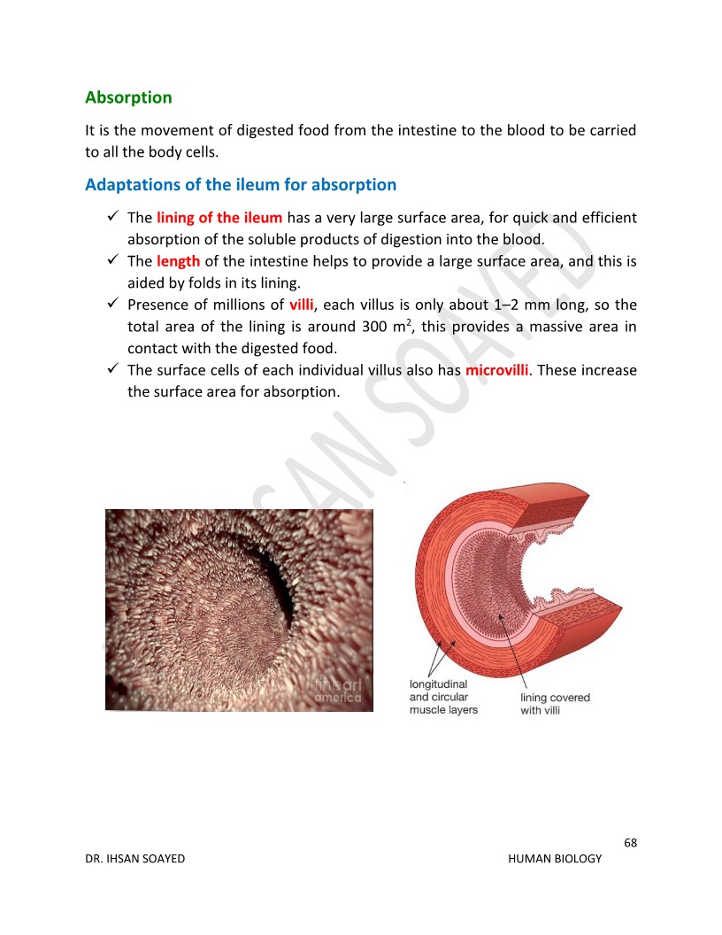Human Biology Edexcel Ol Notes - Wara2y.com